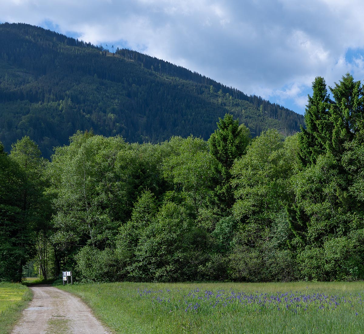 Schwertlilienwiese